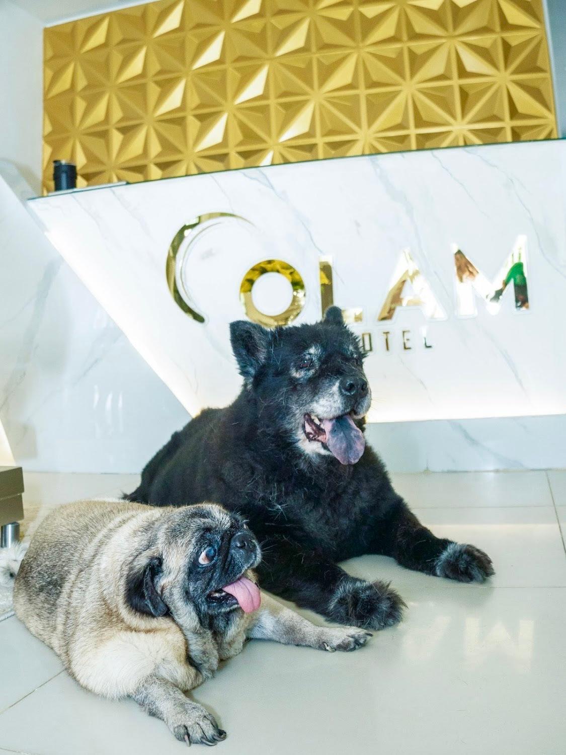 Hotel Olam Deluxe ואיידופאר מראה חיצוני תמונה